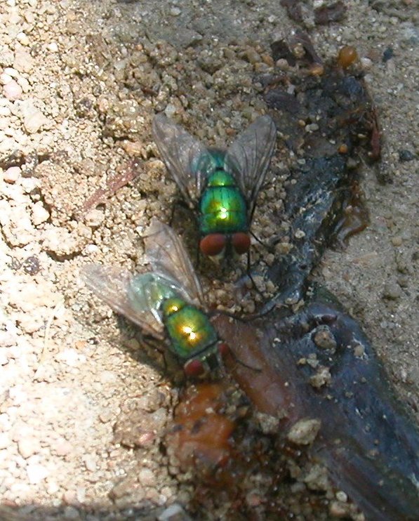 Sagra della chiocciola: Lucilia cf. sericata (Calliphoridae)